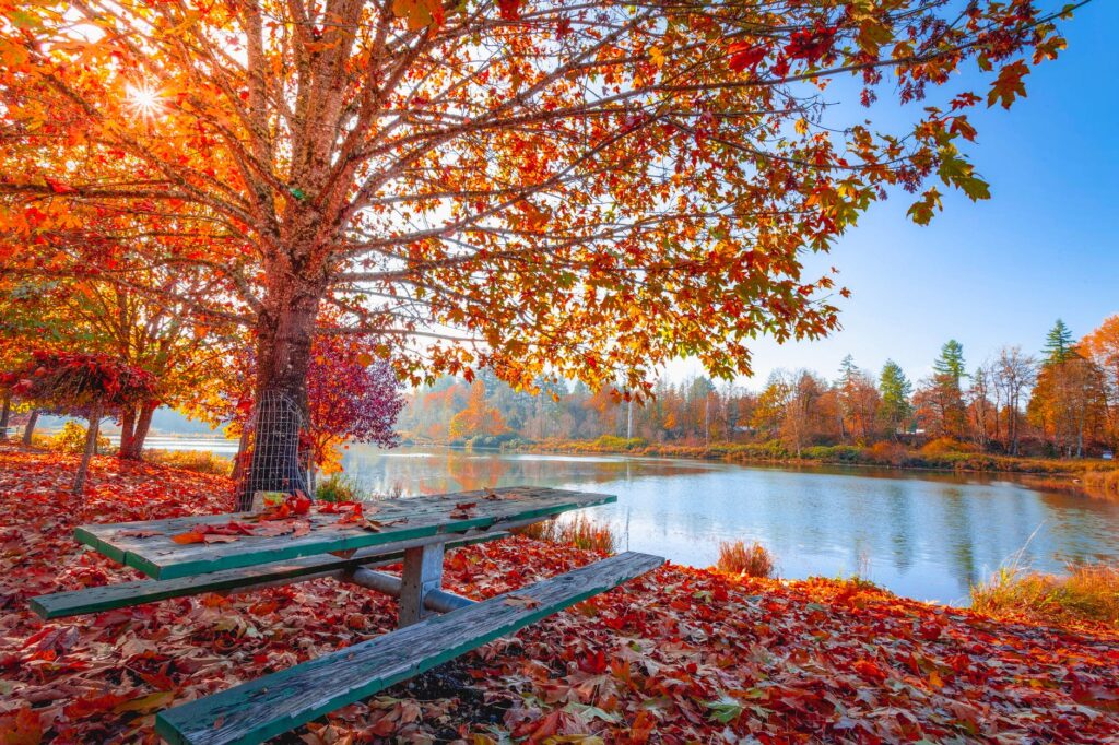 Scenic autumn landscape with colorful trees and fallen leaves near a lake