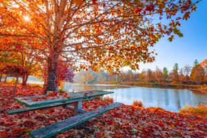 Scenic autumn landscape with colorful trees and fallen leaves near a lake